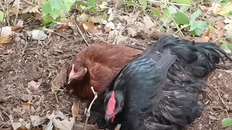 Two chickens, one red and one black, resting on leaf-strewn ground, highlighting the need for proper rest areas in chicken care