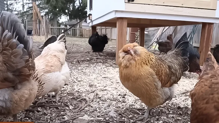 Flock of chickens near a coop, highlighting proper living space to prevent overcrowding