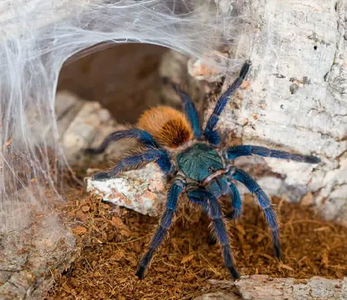A Cobalt Blue Tarantula, a species known for its vibrant blue color, sits in a web.