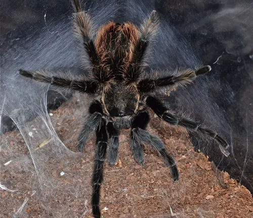 A Curly Hair Tarantula sits calmly in a plastic container, showcasing its unique habitat.