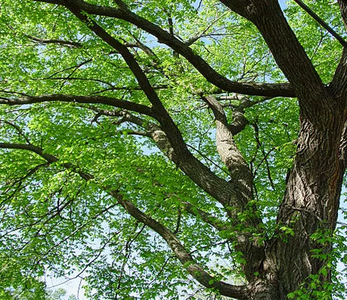 Upward view of a tree's green leaves and branches against a blue sky.