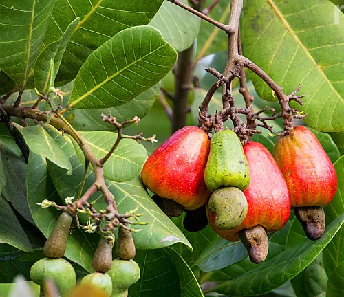 Ripe cashew apples with attached nuts on a tree.