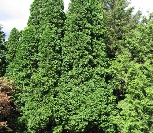 Dense green conical-shaped evergreen trees under a clear sky