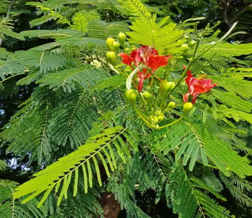 Tree with feathery leaves and vibrant red flowers