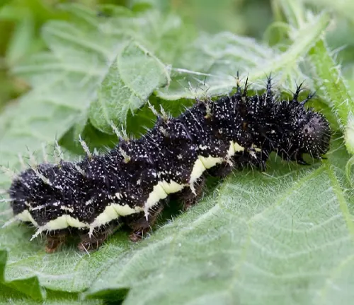 A black and white caterpillar on a green leaf, part of the larval stage of the Red Admiral Butterfly.