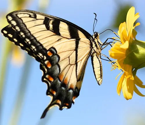 A Giant Swallowtail Butterfly perched on a White flower.