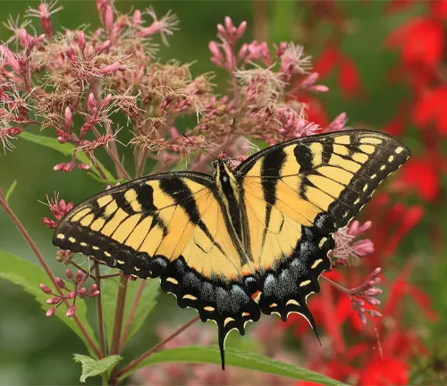 A yellow and black butterfly perched on red flowers, its diet being the "Eastern Tiger Swallowtail".