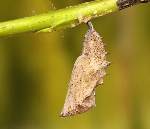 A chrysalis of a Mourning Cloak Butterfly hanging from a plant during its pupal stage.