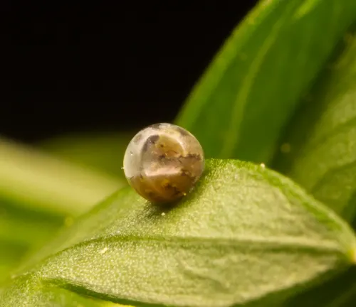A small bug on a leaf in the egg stage of a Black Swallowtail Butterfly.