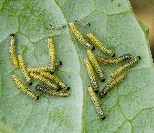 Larval stage of a Large White Butterfly, featuring a green caterpillar with black spots and tiny hairs.