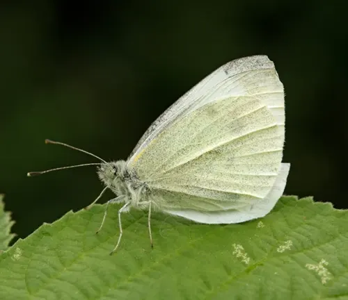 Adult stage Cabbage White Butterfly perched on a green leaf, showcasing delicate white wings with black markings.