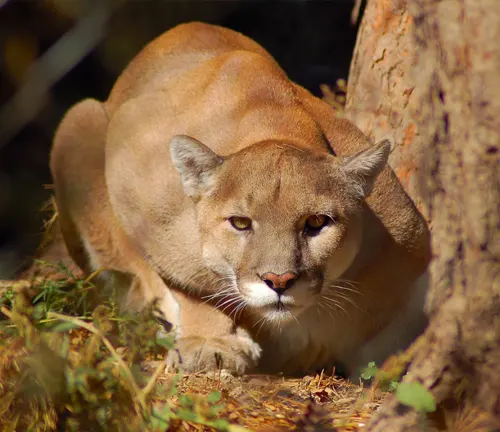 A mountain lion stealthily prowls through the dense forest, embodying the cunning hunting strategies of the cougar.