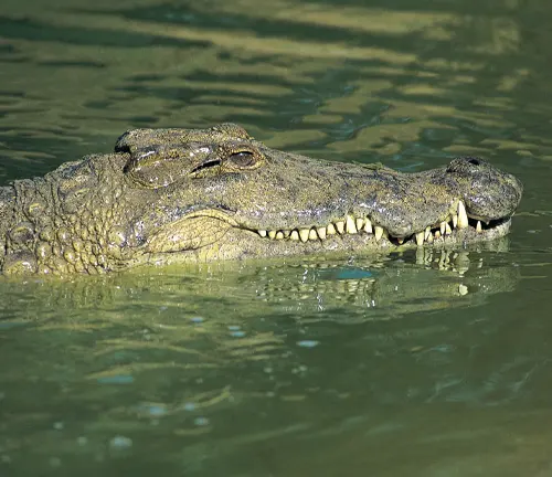 Nile crocodile with open jaws, ready to catch prey items in the water.

