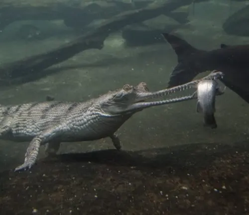 A Gharial Crocodile swimming in water with its long snout and sharp teeth visible, ready to catch its prey.