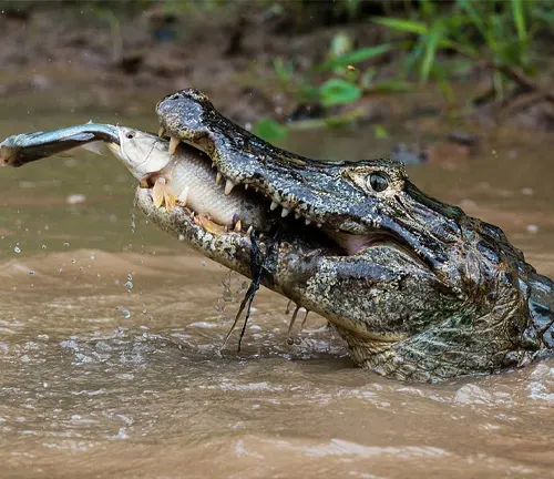 A Black Caiman Crocodile with its mouth open, holding a fish in its jaws.
