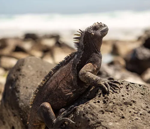A marine iguana perched on a rock by the ocean, showcasing the colonization of new habitats.