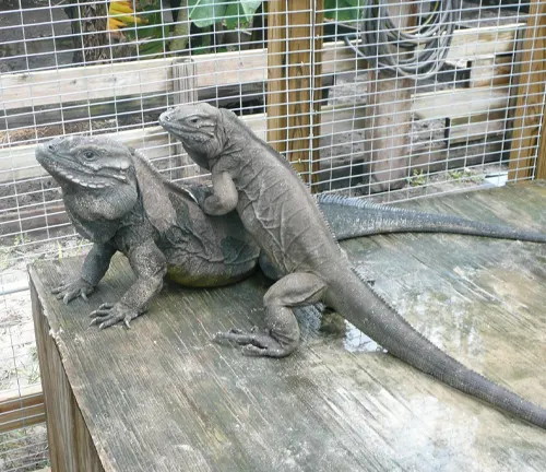 Two Rhinoceros Iguanas perched on a wooden table, engaged in their mating rituals.