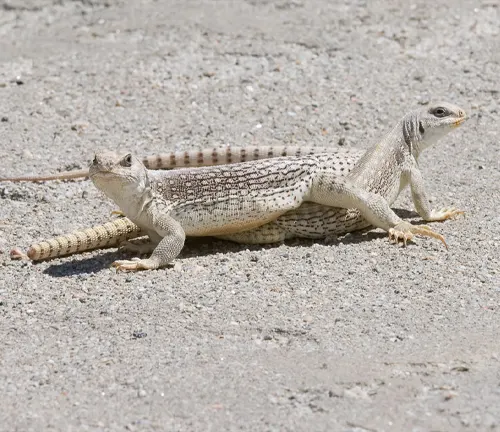 Reproduction of a Desert Iguana, a lizard species found in desert regions.