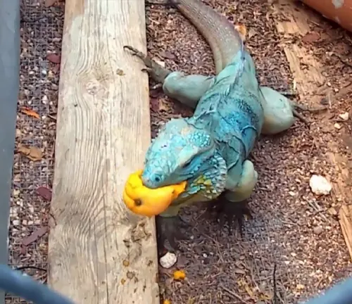 A blue iguana with a yellow fruit in its mouth, showcasing the herbivorous diet of the "Blue Iguana".