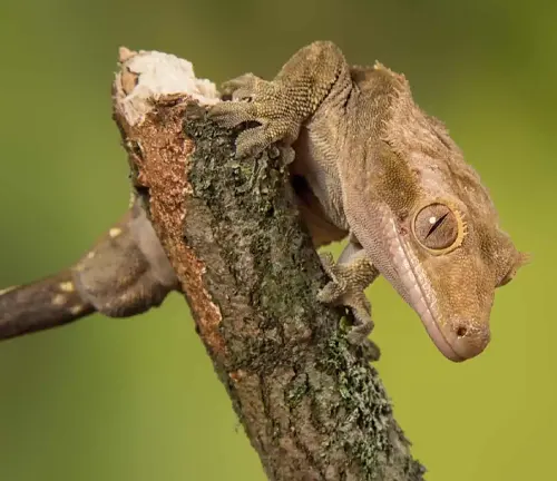 A Crested Gecko perched on a branch in a terrarium, showcasing its vibrant colors and unique texture.