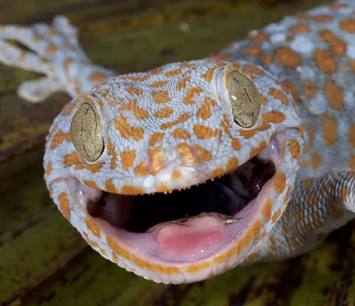 A Tokay Gecko with its mouth and eyes open, vocalizing "Tokay Gecko".