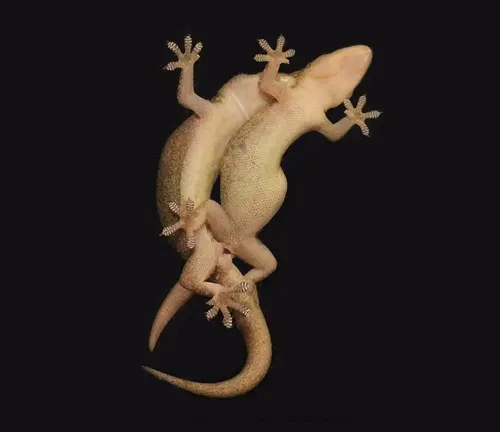 Two house geckos, one male and one female, performing a mating ritual on a wall.