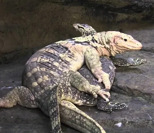 Two Asian Water Monitor lizards, one laying on top of the other.
