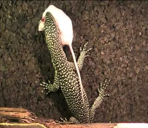 A Mangrove Monitor lizard with a white tail, known for its diet.