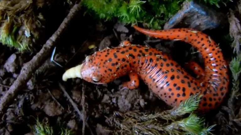 A red salamander with black spots on forest floor debris.