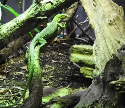 A close-up image of a vibrant green Emerald Tree Monitor lizard perched on a tree branch in its natural habitat.