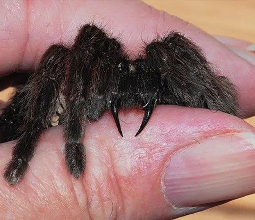 A person gently holds a small spider on their finger. The spider is an "Indian Violet Tarantula" with a venomous bite.