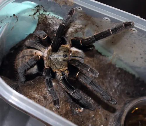 A Chinese Giant Earth Tiger Tarantula in a plastic container with dirt, showcasing its breeding behavior.