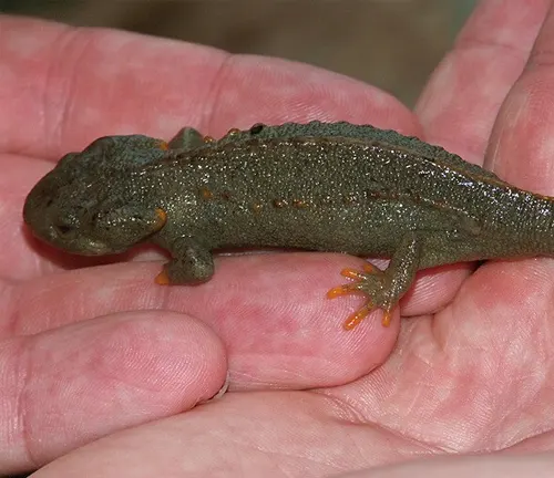 A Ziegler's crocodile newt with a dark body and orange feet held in a person's hand.
