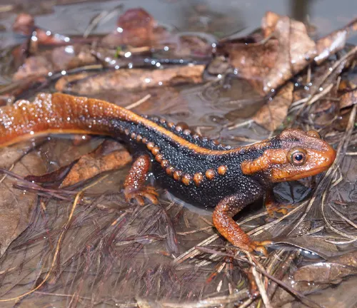 A Taliang Knobby Newt with a shiny black body and orange limbs on wet leaves.