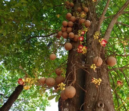 Tree with large round fruits and bright red and yellow flowers against lush green leaves