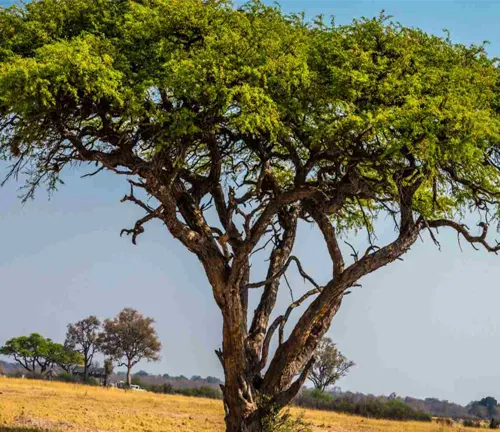 Legumes Tree - Gnarled tree with lush canopy in a savannah landscape.