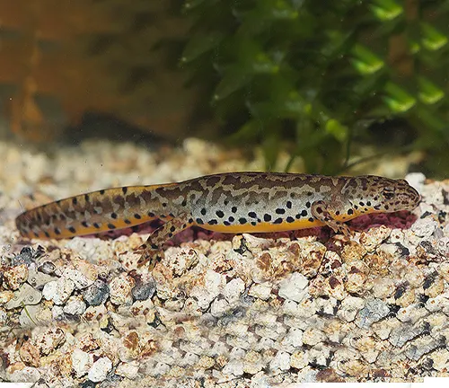 An Alpine Newt with a patterned body on gravel, with aquatic plants in the background.