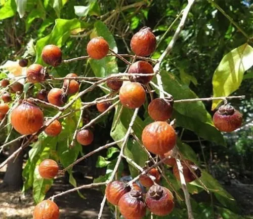 Soapberry Tree - Branch with shiny reddish-brown berries among green leaves.