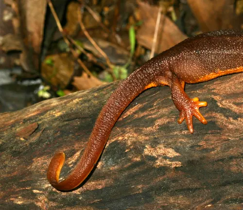 A California Newt crawling over a rock with its distinctive orange and brown coloring.