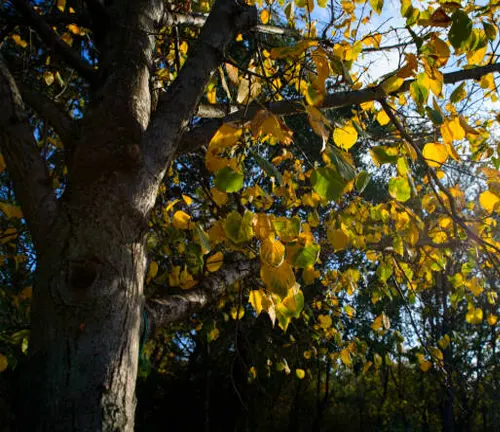 Sunlight filtering through yellow and green leaves on a mature tree in early autumn