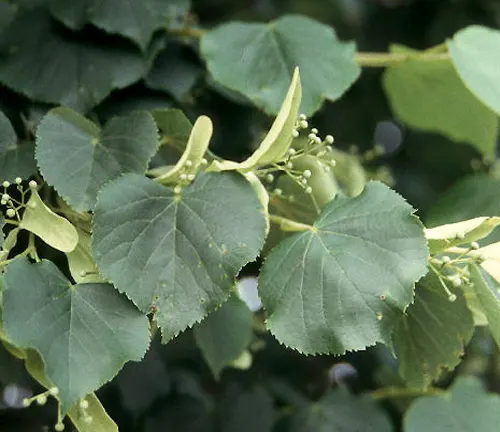 Heart-shaped linden leaves with clusters of small buds on a blurred background