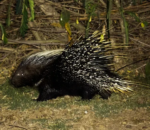 A European Porcupine walking near bushes, showcasing foraging techniques.