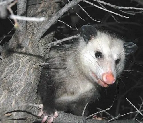 A common opossum sitting in a tree at night, showcasing its nocturnal nature.