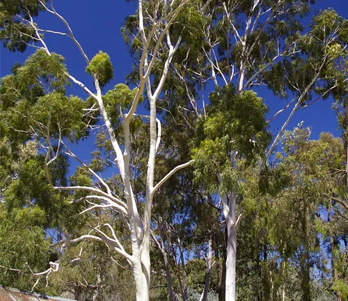 Tall eucalyptus trees with white trunks and dense green canopies against a deep blue sky.