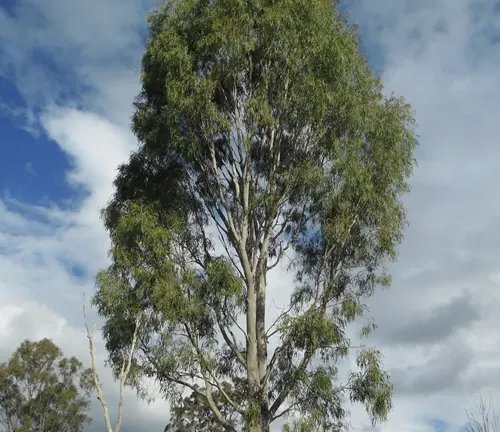 Tall and slender eucalyptus tree reaching into a cloudy sky, with a dense crown of green leaves