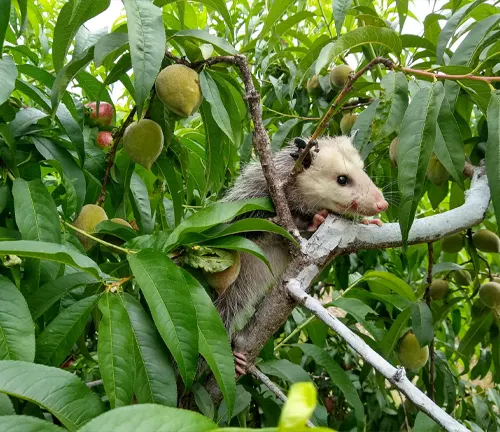 Southern Opossum: Omnivorous marsupial found in the southern regions. Diet consists of fruits, insects, small vertebrates, and carrion.