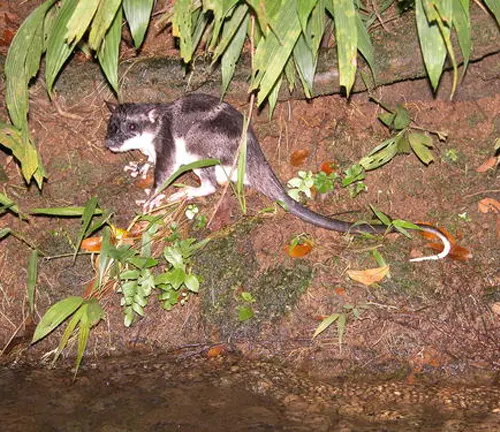 Water opossum swimming in a river, with its long tail trailing behind.