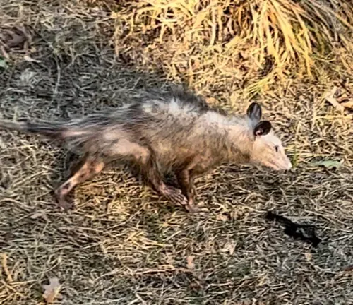 A small opossum, known as the Black-eared Opossum, walking on the ground while feeding.