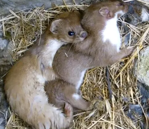 Two weasels cuddling in a nest, showcasing "Least Weasel" mating habits.