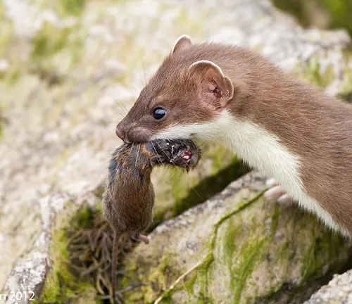 A stoat, also known as a weasel, eating a dead mouse on a rock.